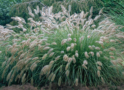 Lampepoetsersgras (Pennisetum alopecuroides)