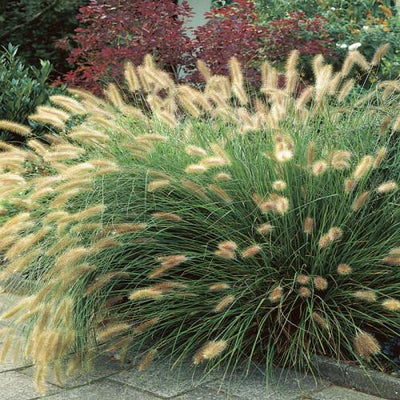 Lampepoetsersgras (Pennisetum alopecuroides 'Hameln')