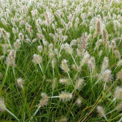 Lampepoetsersgras (Pennisetum alopecuroides 'JS Dance With Me)