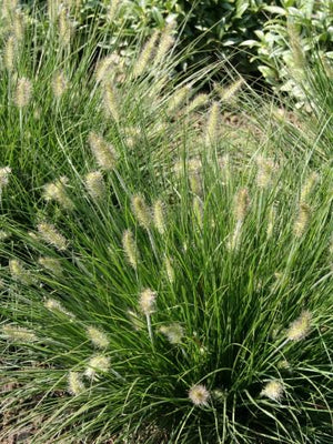 Lampepoetsersgras (Pennisetum alopecuroides 'Little Bunny)