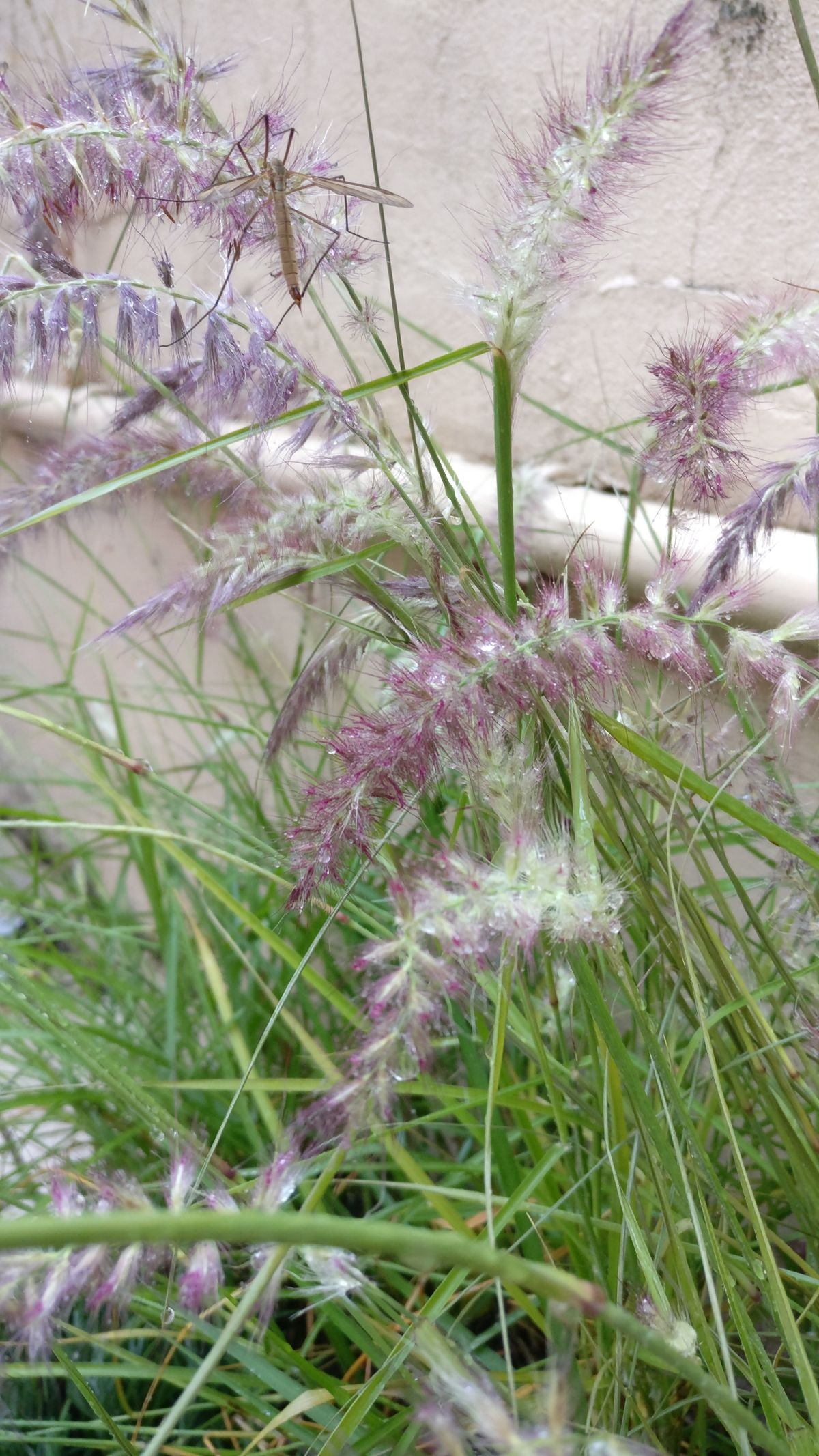Lampepoetsersgras (Pennisetum alopecuroides flamingo) - Tuinplanten
