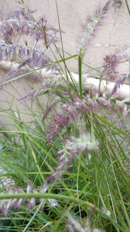 Lampepoetsersgras (Pennisetum alopecuroides flamingo) - Tuinplanten