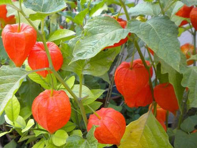 Lampionplant (Physalis alkekengi 'Gigantea')