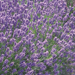 Lavendel (Lavandula angustifolia 'Dwarf Blue')