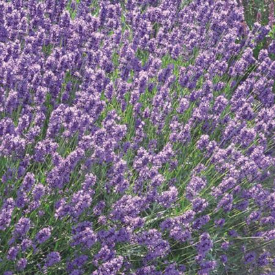 Lavendel (Lavandula angustifolia 'Dwarf Blue')