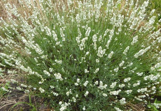 Lavendel (Lavandula angustifolia 'Edelweiss') - Tuinplanten