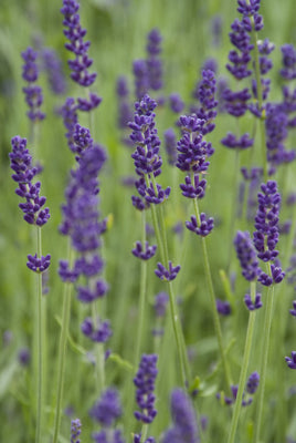 Lavendel (Lavandula angustifolia 'Hidcote')