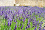 Lavendel (Lavandula angustifolia 'Munstead')