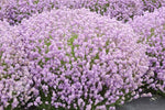 Lavendel (Lavandula angustifolia 'Rosea')