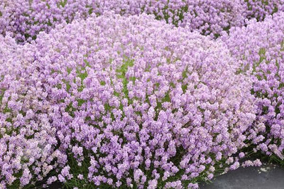 Lavendel (Lavandula angustifolia 'Rosea')