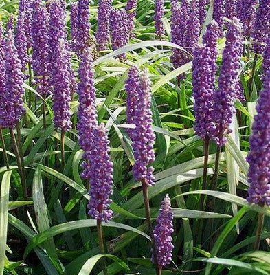 Leliegras (Liriope muscari 'Moneymaker')