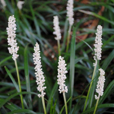 Leliegras (Liriope muscari 'Monroe White')