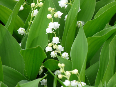 Lelietje der dalen (Convallaria majalis)