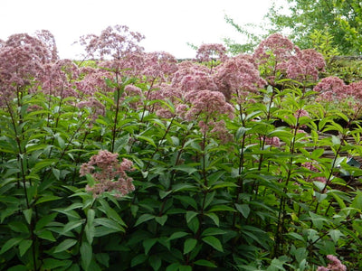 Leverkruid (Eupatorium mac. 'Atropurpureum')