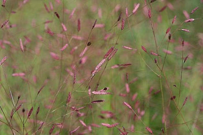 Liefdesgras (eragrostis spectabilis)