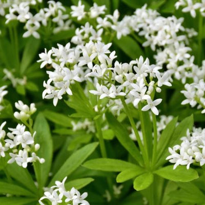 Lieve vrouwebedstro (Galium odoratum)