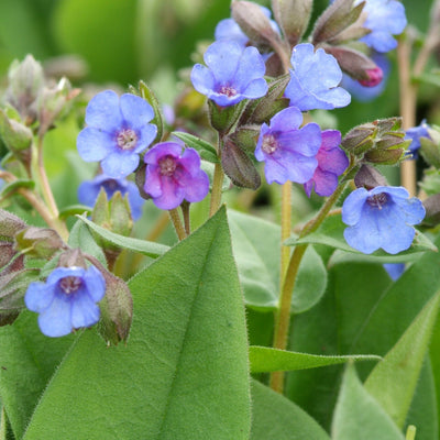 Longkruid (Pulmonaria angustifolia 'Azurea')