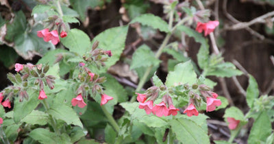 Longkruid (Pulmonaria rubra 'Redstart')