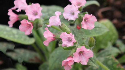 Longkruid (Pulmonaria saccharata 'Dora Bieleveld')