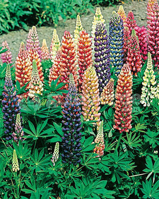 Lupine (Lupinus 'Minarette')