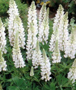 Lupine (Lupinus 'Noble Maiden')