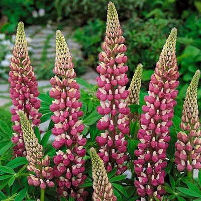 Lupine (Lupinus 'The Chatelaine')