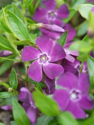 Maagdenpalm (Vinca minor 'Atropurpurea')