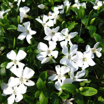 Maagdenpalm (Vinca minor 'Gertrude Jekyll')