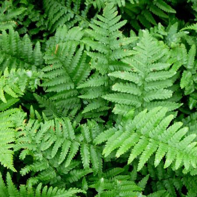 Mannetjes varen (Dryopteris filix-mas)