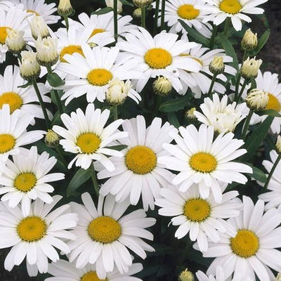 Margriet (Leucanthemum ‘Alaska’)