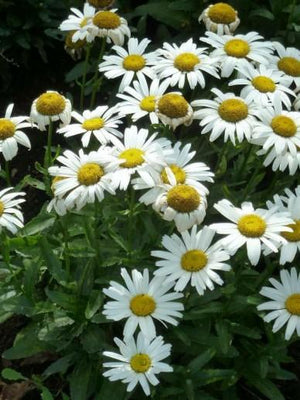 Margriet (Leucanthemum ‘Silberprinzesschen’)