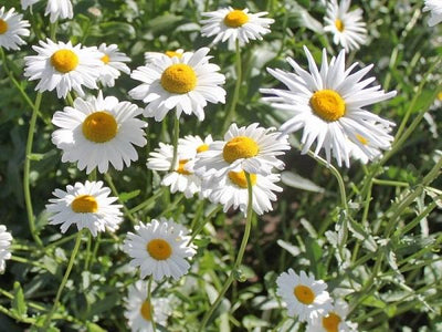 Margriet (Leucanthemum vulgare ‘Maikönigin’)