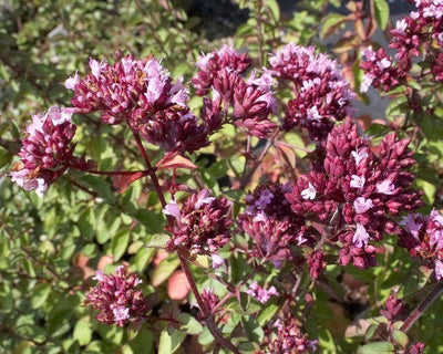 Marjolein (Origanum 'Rosenkuppel')