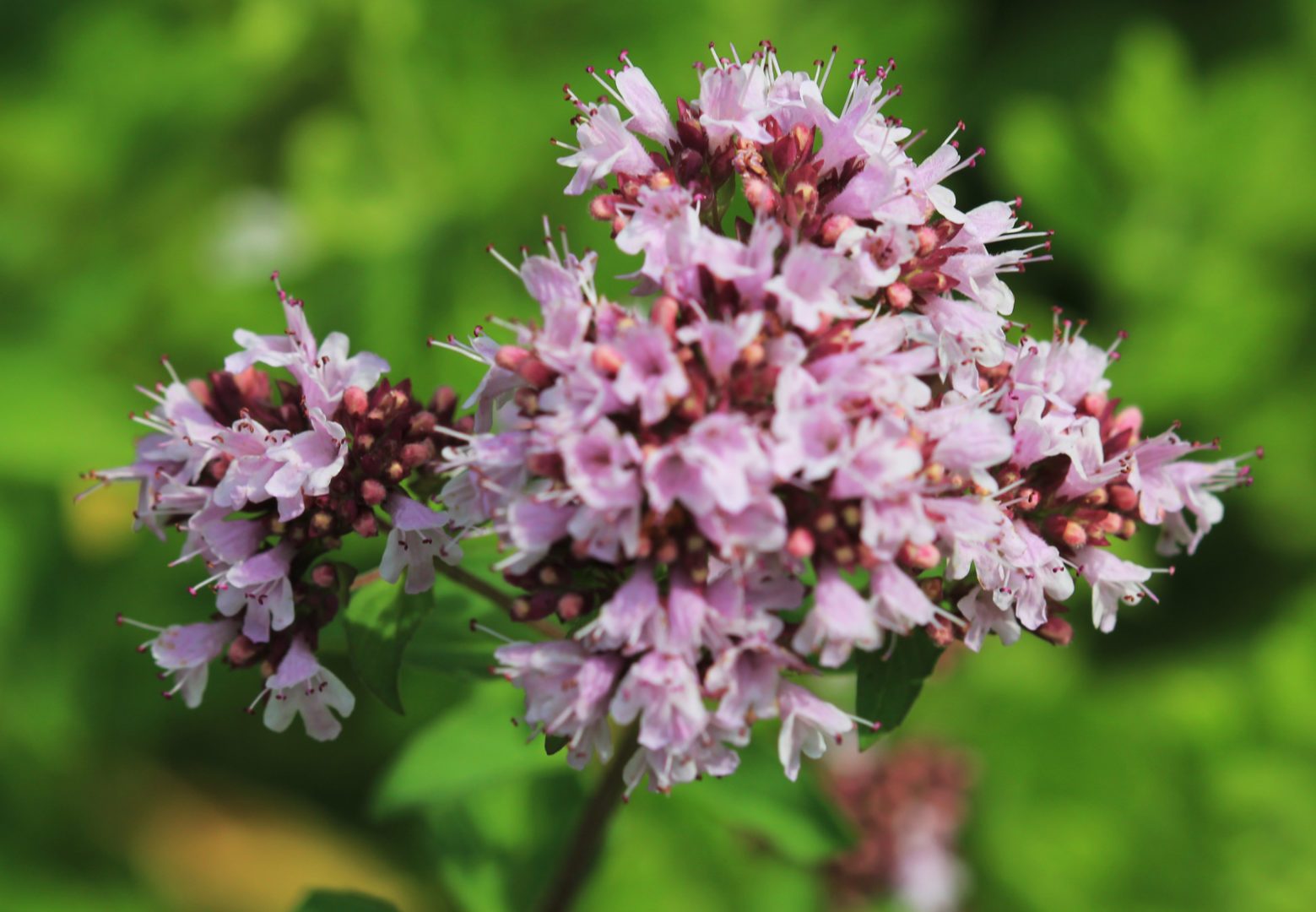 Marjolein (Origanum vulgare 'Aureum') - Tuinplanten