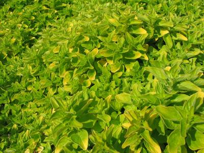 Marjolein (Origanum vulgare 'Aureum')