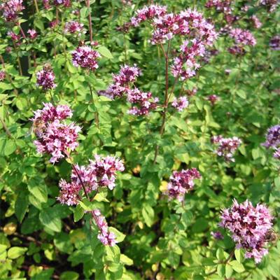 Marjolein (Origanum vulgare)