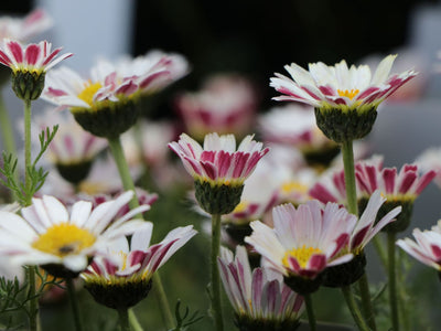 Marokkaanse kamille (Anacyclus depressus)