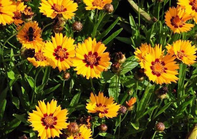 Meisjesogen (Coreopsis lanceolata 'Baby Gold')