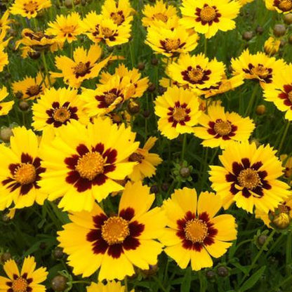 Meisjesogen (Coreopsis lanceolata 'Sterntaler) - Tuinplanten