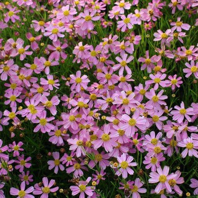 Meisjesogen (Coreopsis rosea 'American Dream')
