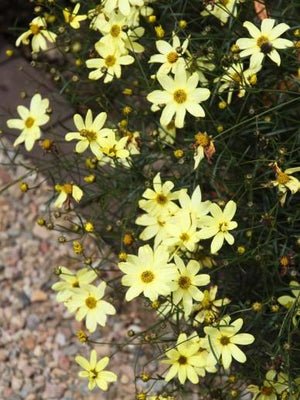 Meisjesogen (Coreopsis vert. 'Moonbeam')