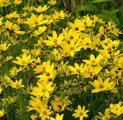 Meisjes ogen (Coreopsis vert. 'Zagreb')