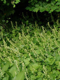 Mijterloof (Tellima grandiflora)