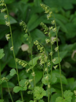 Mijterloof (Tellima grandiflora)