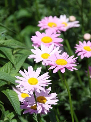 Moederkruid (Tanacetum 'Robinson's Rose')