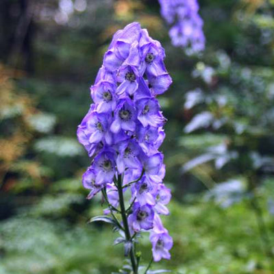 Monnikskap (Aconitum carmichaelii 'Arendsii')