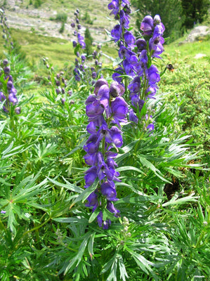 Monnikskap (Aconitum napellus)