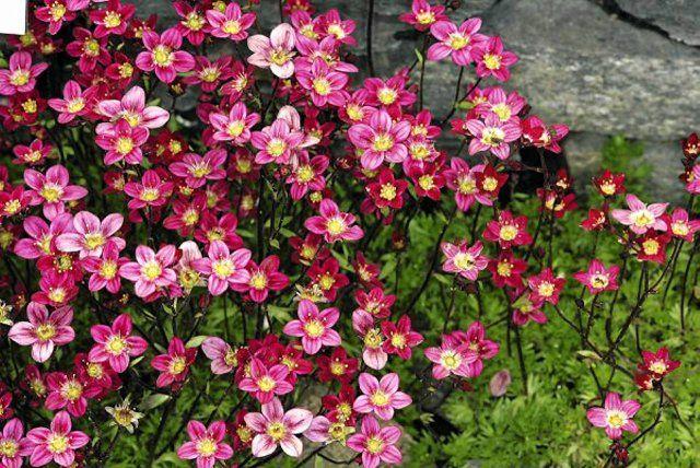 Mossteenbreek (Saxifraga (A) 'Blütenteppich') - Tuinplanten