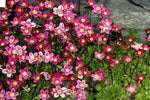 Mossteenbreek (Saxifraga (A) 'Blütenteppich')