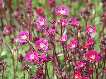 Mossteenbreek (Saxifraga (A) 'Purpurteppich')